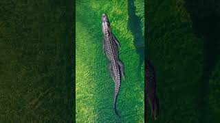 Amazon Ka Kala Shaitan  Black Caiman  #shorts #amazonrainforest