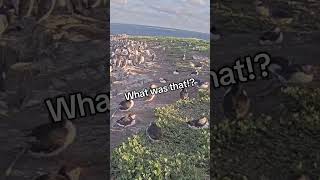 What was that?