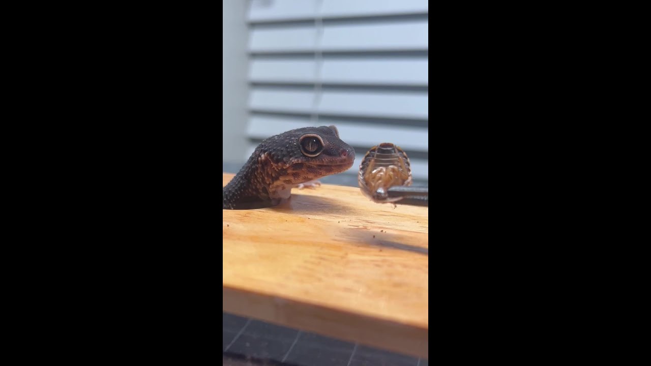 Is your leopard gecko still not eating? Let's find out why