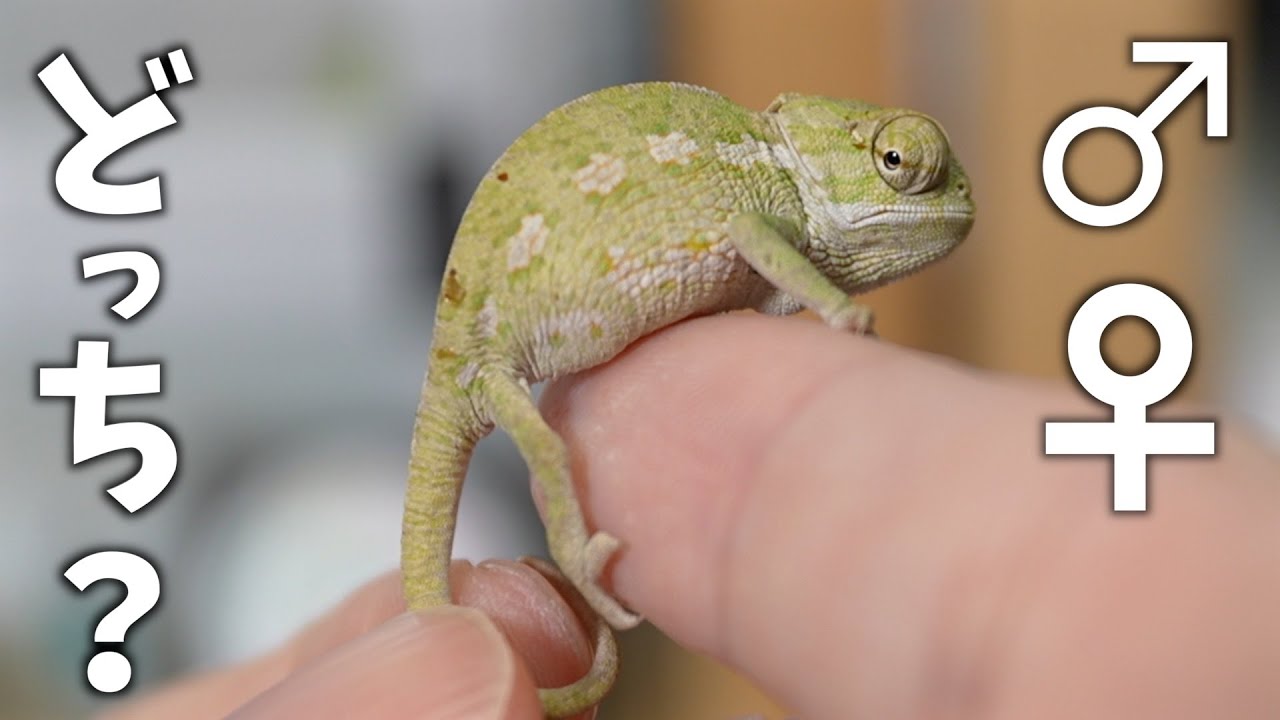 【KAMEREONページです】 How to determine the gender of a baby chameleon! [Mexican