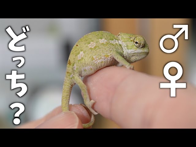 How to determine the gender of a baby chameleon! [Mexican