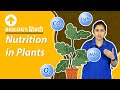 Nutrition in plantsi  life processes  biology  class 10  cbse