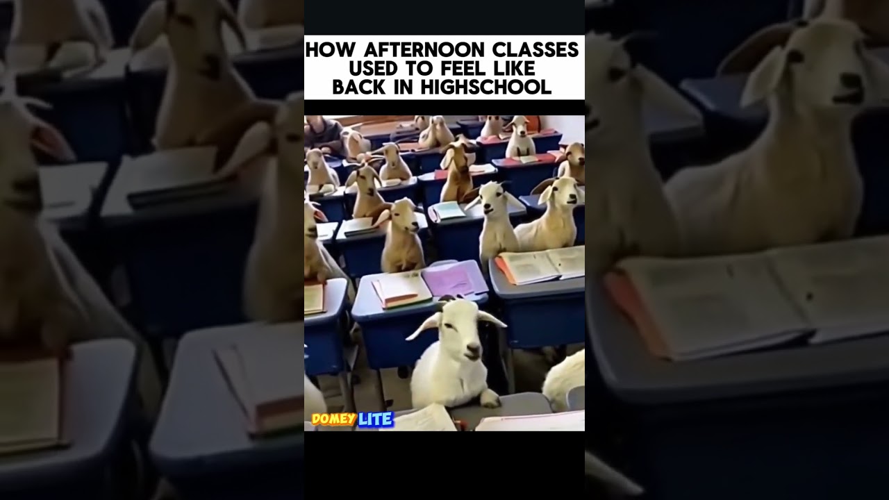 GOAT SCHOOL 