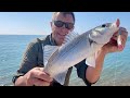 Wow! So many Bass in the September sunshine - so glad i followed the seagulls...