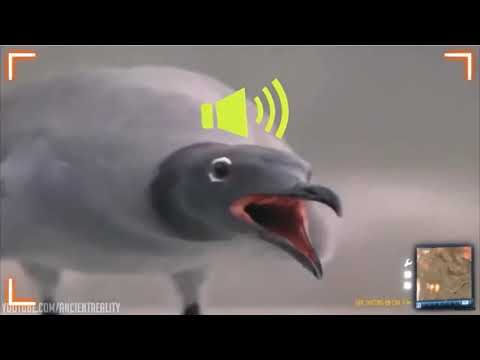 САМЫЕ СУМАСШЕДШИЕ ПОПУГАИ приколы с попугаями