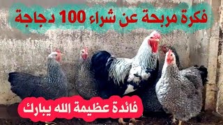 مشروع 100 دجاجة شحال تعطيك فائدة في الشهر  أهم النصائح في مجال تربية الدجاج في الجزائر ??