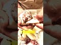 Watching a Baby Python Hatch for the First Time ☠️