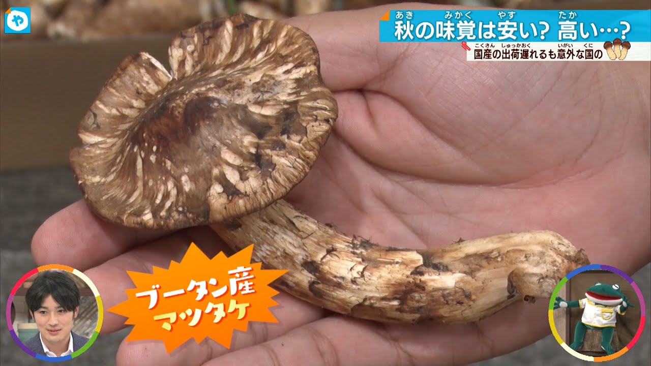 秋の味覚の値段を調べてみたら意外な国のマツタケに出会いました 【秋 
