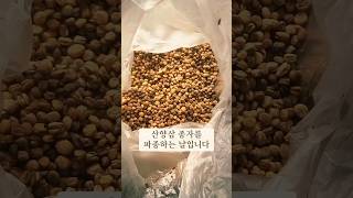 산양삼 종자 심기(1일차)