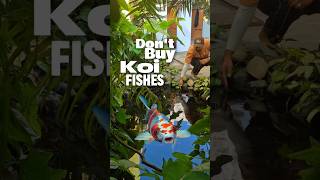 ❌ Don’t Buy KOI FISHES #koifish #koipond #fish