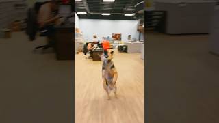 Paws, Play, and Pools: A Dog's Day Out at Our Showroom