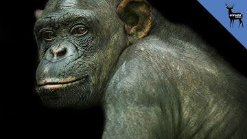 Are Chimps Smarter Than Humans?