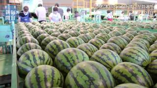 スイカの出荷ピーク  長野県松本市
