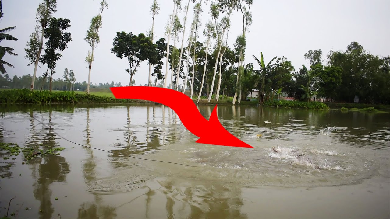 Beautiful Net Fishing In Village Pond - Traditional Net Catch Fishing in The Pond