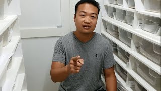Ball Pythons - 1250 Sub GIVEAWAY Announcement and Update