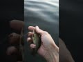 В реку отпускает рыболов маленького линя