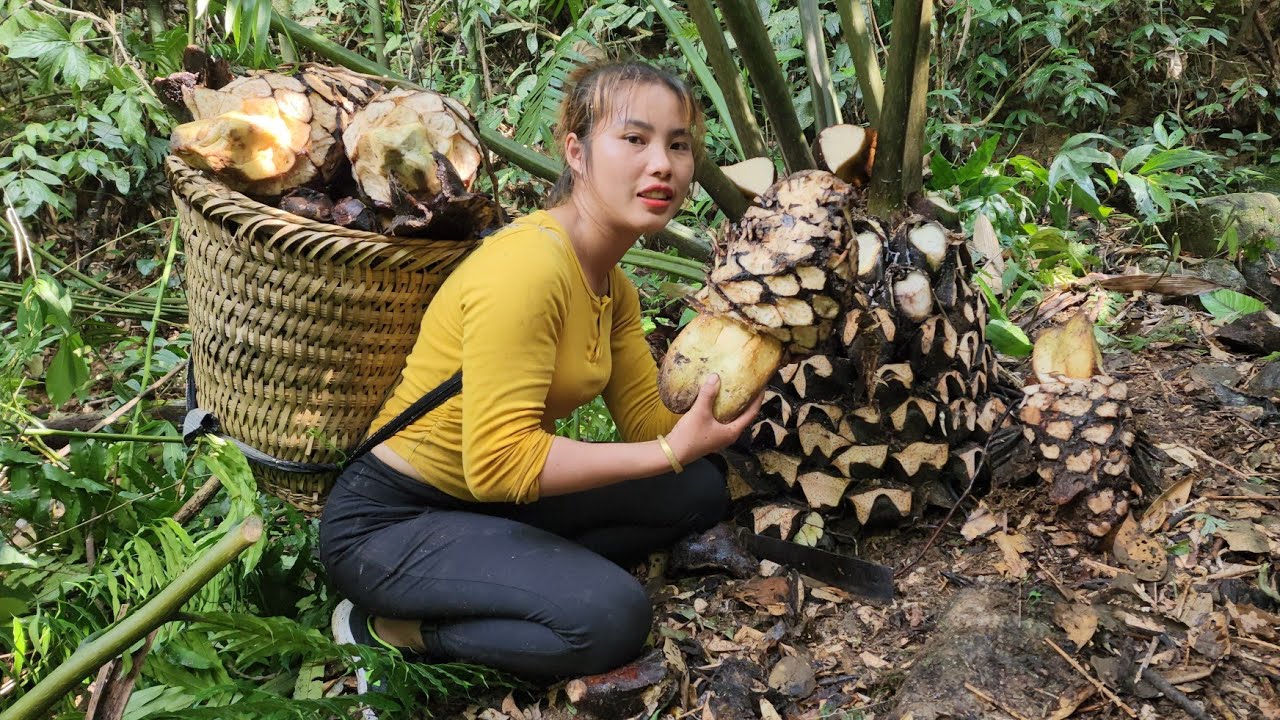 FULL VIDEO Process Harvest Taro Horseshoe Tubers Natural Ginseng FULL VIDEO Process Harvest Taro Horseshoe Tubers Natural Ginseng