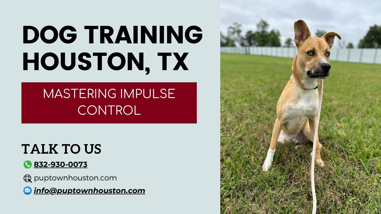 DOG TRAINING HOUSTON TX with a Boxer Mix dogtraininghoustontx 