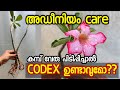 Adenium plant care/how to grow Adenium from cutting/അഡീനിയം വേരു പിടിപ്പിക്കാം/shilpazz thattikootu