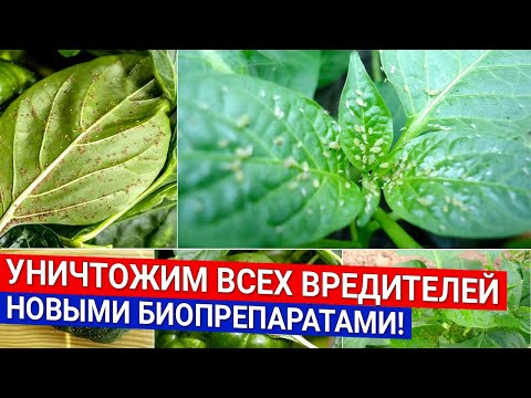 Уничтожим всех вредителей - новыми биопрепаратами!