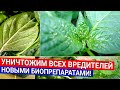 Уничтожим всех вредителей - новыми биопрепаратами!