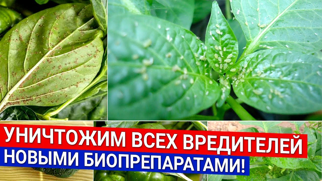 Уничтожим всех вредителей - новыми биопрепаратами! - YouTube