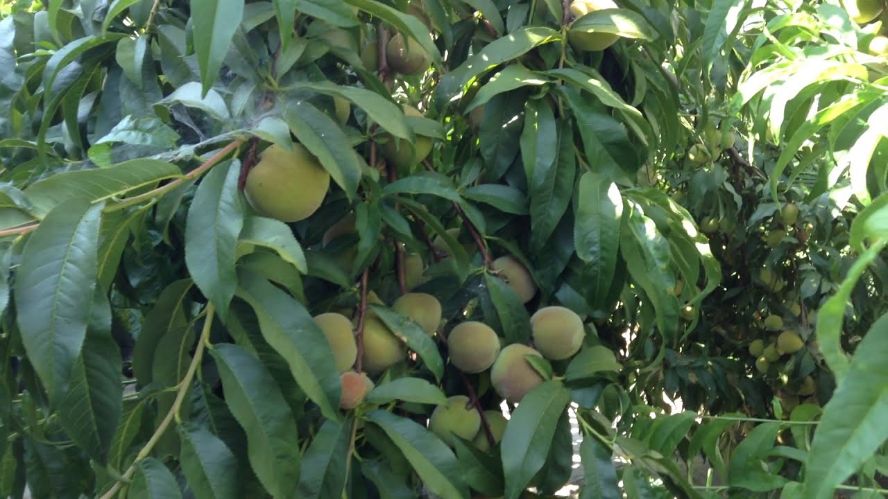 beautiful fruit trees, California YouTube