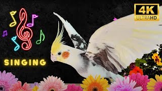 Help your bird to singing | Cockatiel singing | 🦜 #cockatiel #calopsita 🌿 #sultanpapağanı by MATI BIRD 3,795 views 1 month ago 3 hours, 1 minute