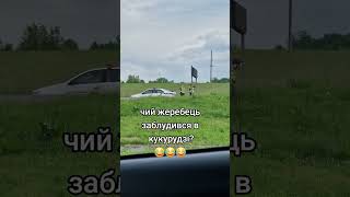 МУСУРА на пасовищі #подпишись #політикаукраїни #поліціянт #поліціяукраїни #тцк #україна #ухилянти