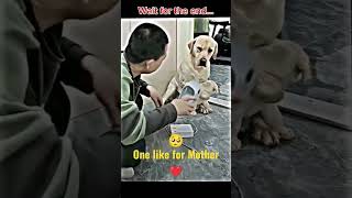 म क पयर सबक लए बरबर हबत Dog Mother Protacate His Child 