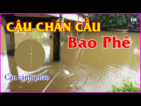 Video Câu Cá Sông | Câu Cá Chân Cầu Giật Đã Tay - youtube