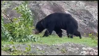 Sloth Bear In Bandipur Tiger Reserve. #bandipurtigerreserve #slothbear #wildlife #nature #animals