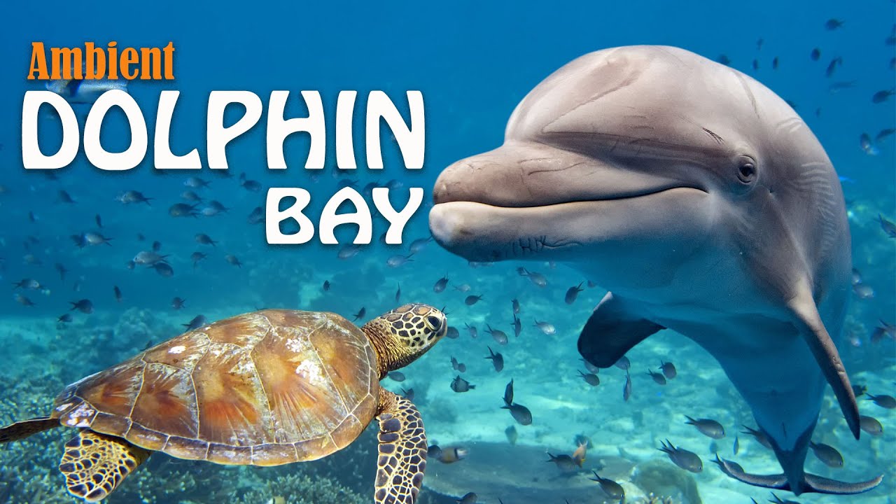Dolphins, Turtles and Manatees Please Subscribe YouTube