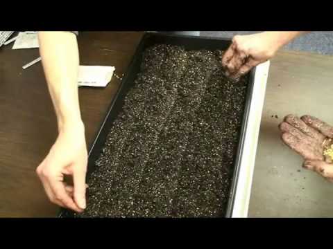 Learn how to plant seedlings