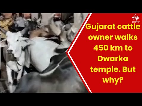 After Cows Survive The Lumpy Outbreak, Gujarat Cattle Owner Walks 450Km To Dwarka Temple.