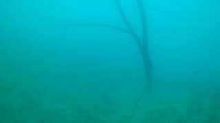 Деревья под водой Иссыккуль 2017