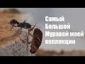 САМЫЙ БОЛЬШОЙ МУРАВЕЙ В МОЕЙ КОЛЛЕКЦИИ - Myrmecia pyriformis