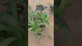 bushy pot plants#shortvideo#bushy#pot#plants#shortvide#shortvide#shortvide#shortvideo#