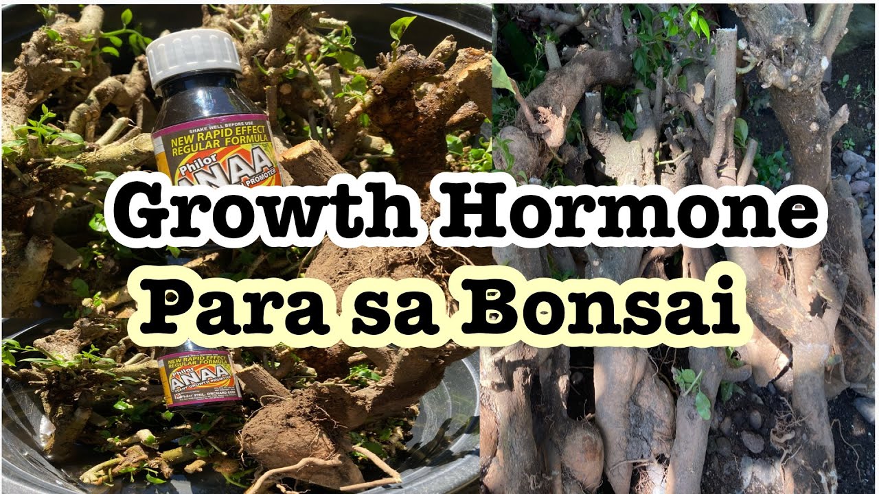 foto penggunaan hormon akar pada bonsai