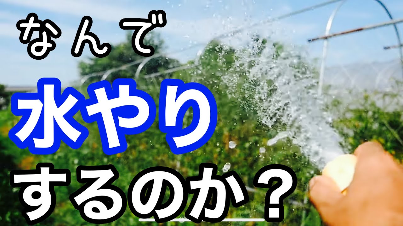 植物に水が必要な理由から水やりしない野菜栽培について【水遣り/自然農/】