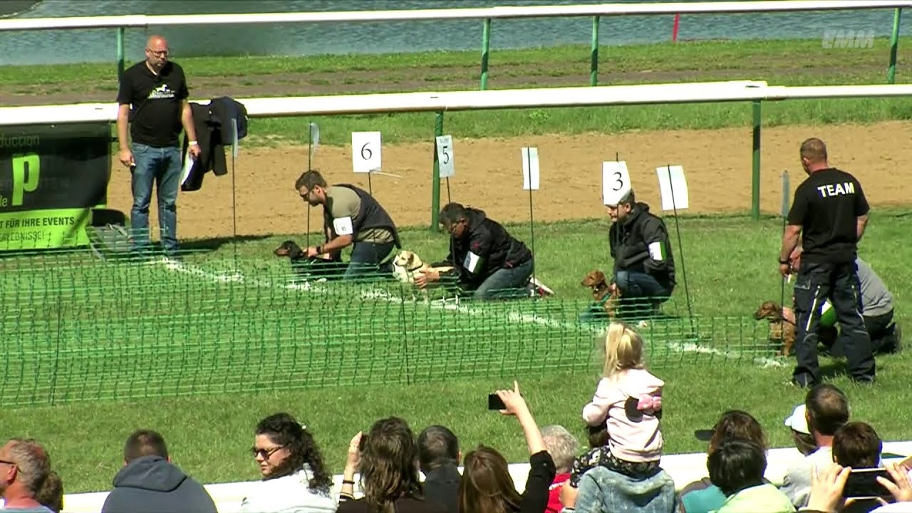 15. Juni 2024 Bericht von der TECKELWELT® 2024 in Magdeburg.