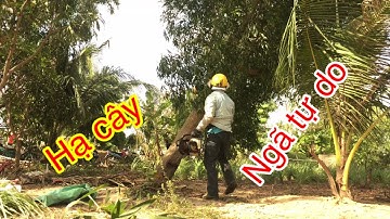 Cưa 3 cây tràm bông vàng sử dụng máy stihl 660