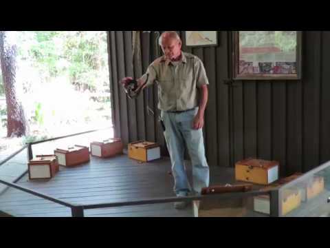 Black & Yellow Rat Snakes Eat Mice & Eggs aka Chicken Snake! Edisto Island Serpentarium