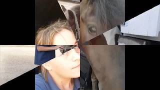 Eastminster Horses.wmv