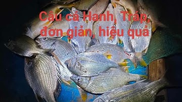 Hướng dẫn chi tiết câu cá hanh, và mồi câu đạt hiệu quả 100%