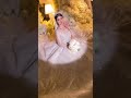 زفه المجامل له مقال يا بنت الاصول 