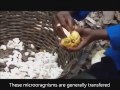 The Fermentation of Cocoa Beans - YouTube