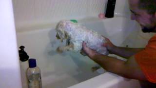 Jake's Bathtub Swim