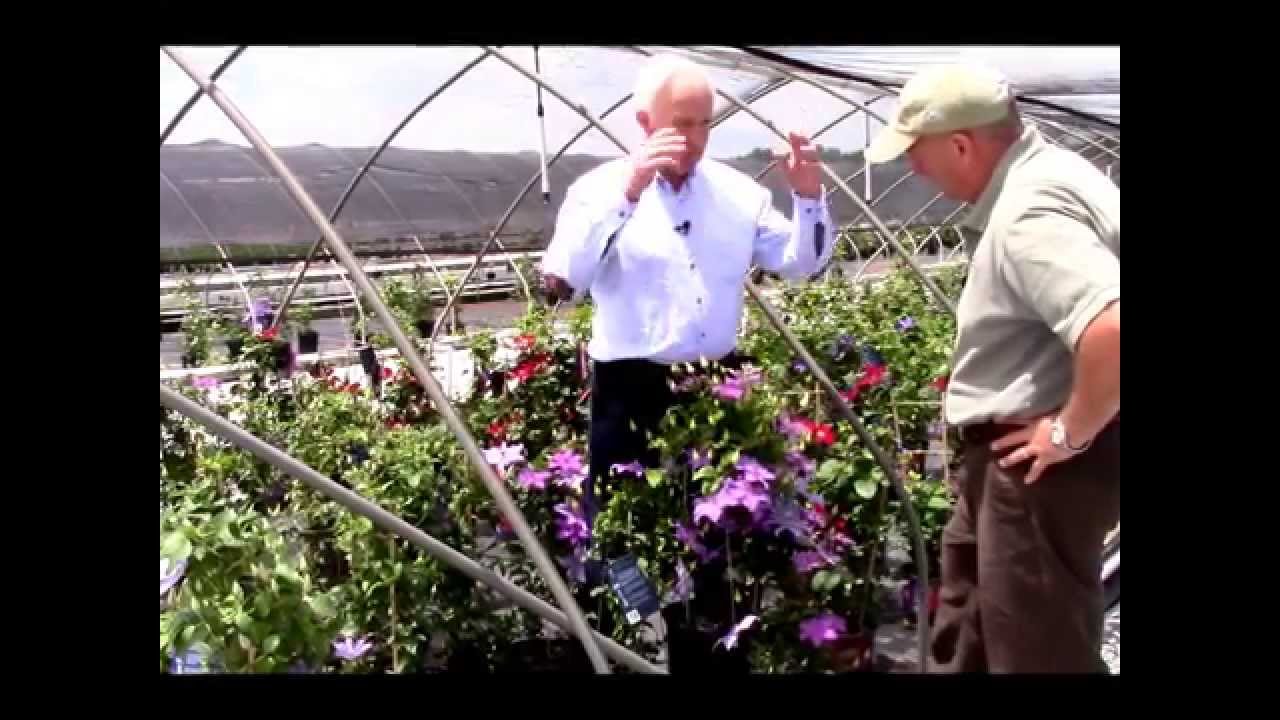 Clematis Shimmer™, Raymond Evison® Clematis by Overdvest Nurseries