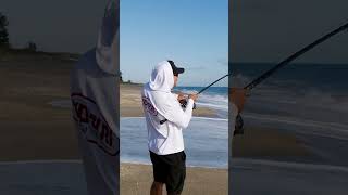 Blacktip Shark Destroys Mag Popper